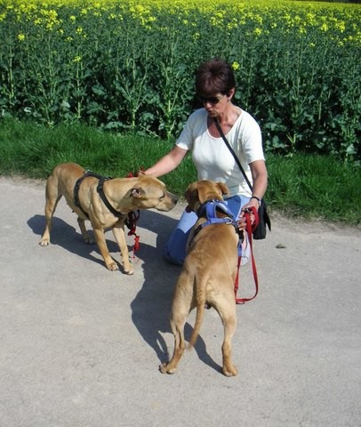 Tierheimtrier Tierheimtrier