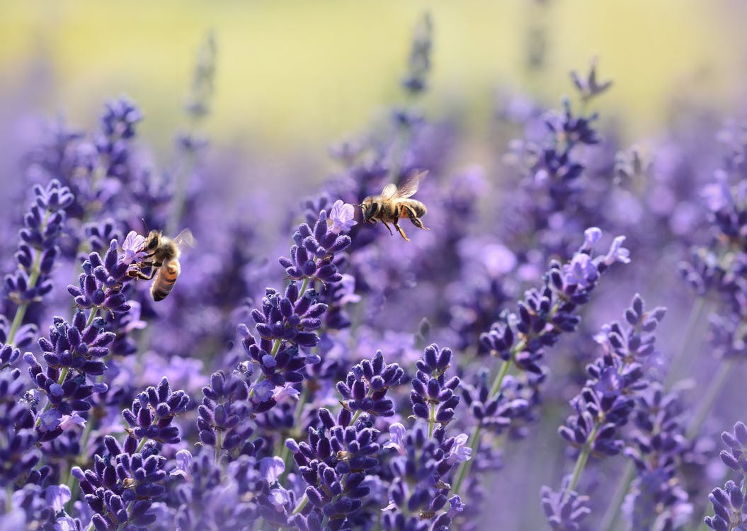 Zwei Bienen sitzen auf lilafarbenem Lavendel