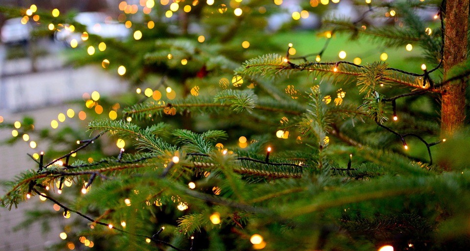 Tanne, Licht, Weihnachtsbaum, Lichterkette