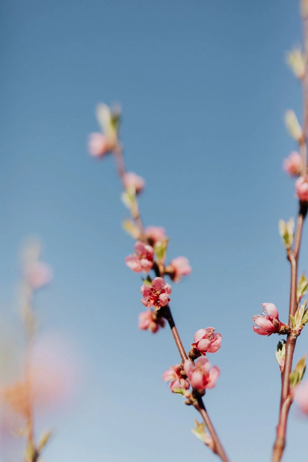 Baum, Kirschbaum, Blüten, Darmstadt, Belohnung, Umwelt