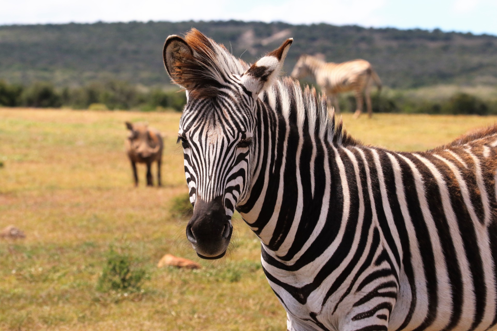 Zebra, Steppe, Berg