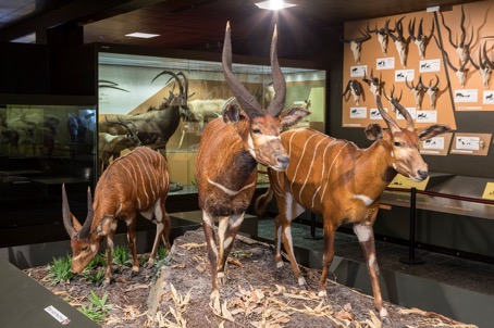 Antilopen und Hörnerwand im Zoologischen Museum 