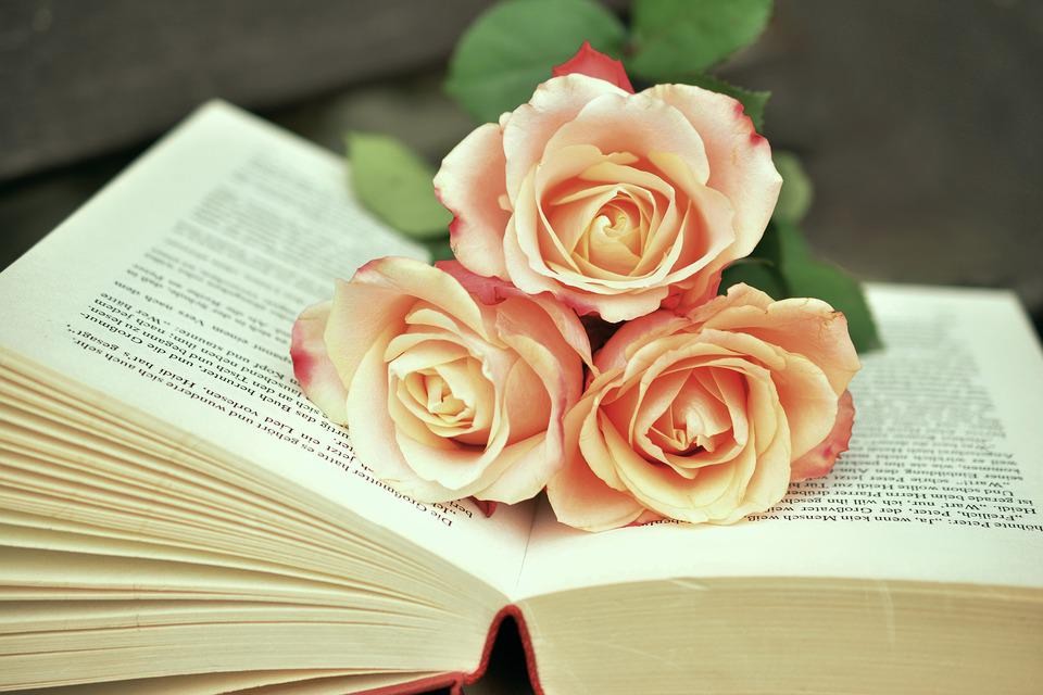 Lesen, Buch, Buchseiten, Rose, Blumen