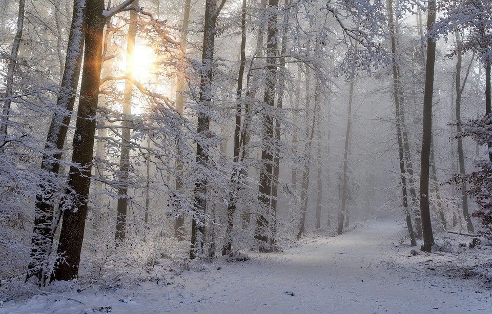 Winter, Schnee, Frost, Wald