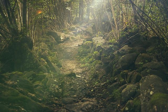 Wald mit Felsen und Moss