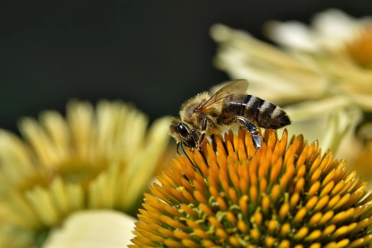 Biene, Blume, Bestäubung