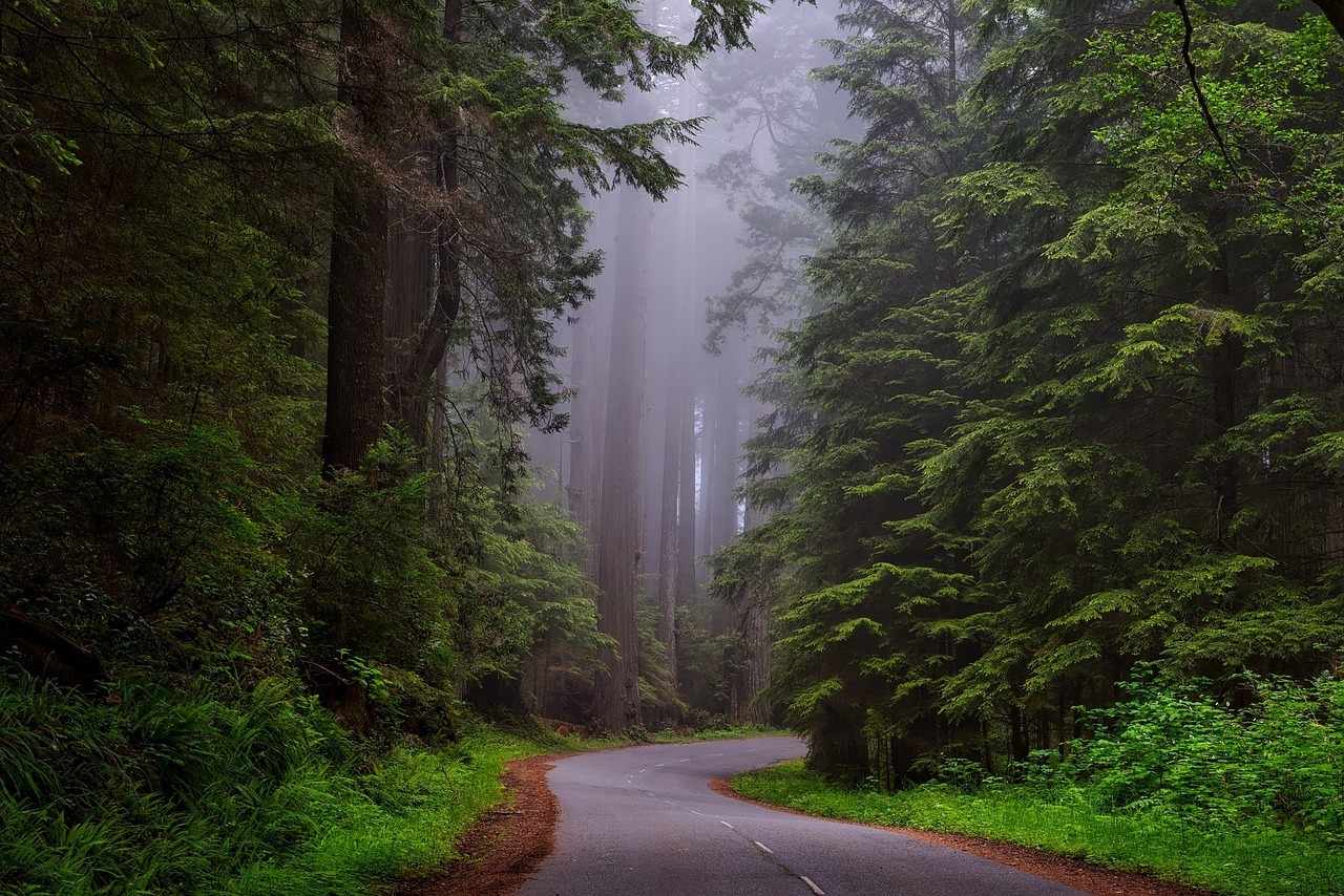 Natur, Wald, Straße