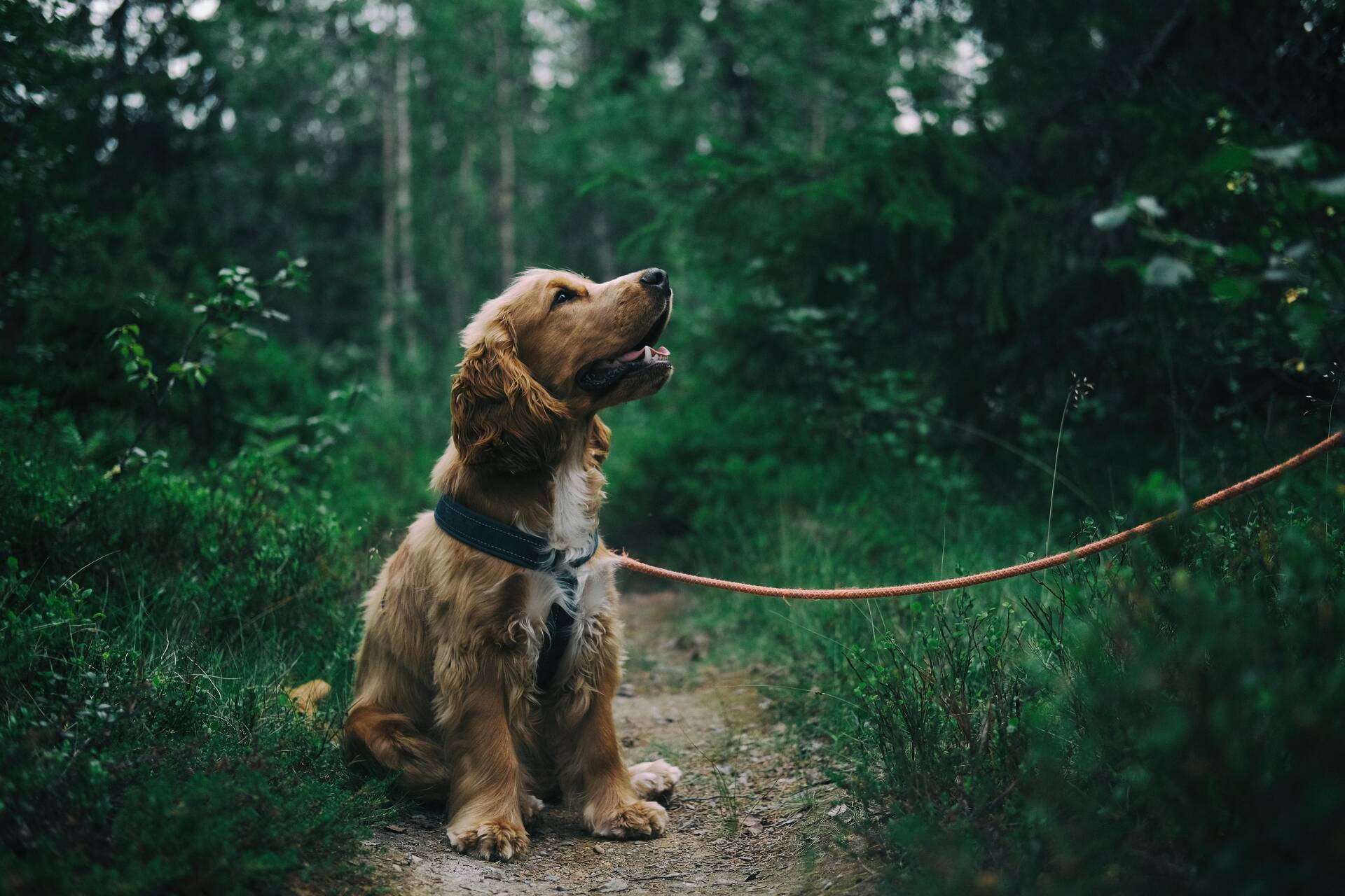 Hund an der Leine im grünen